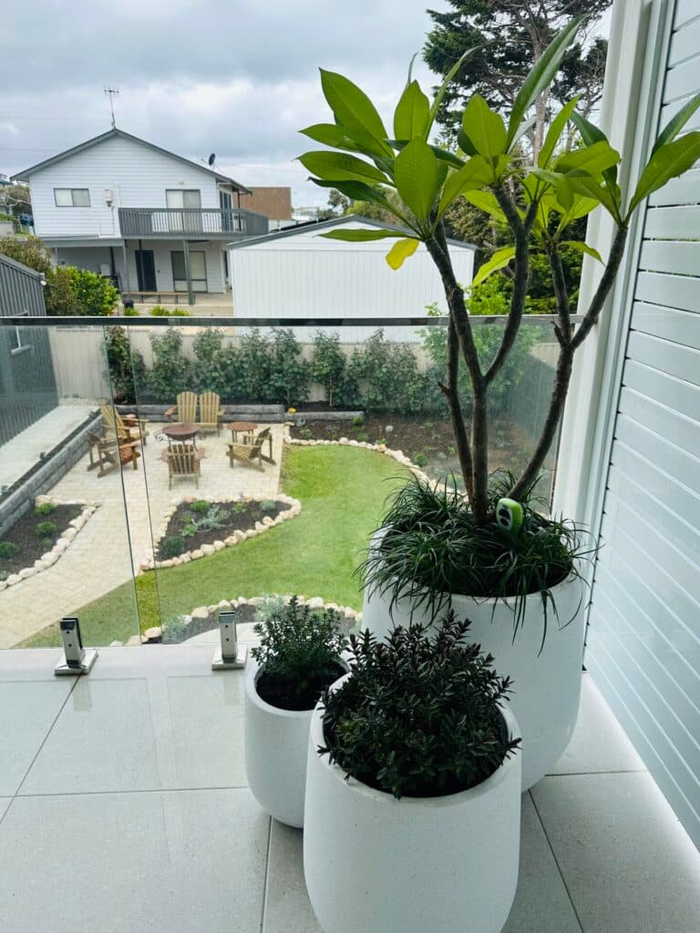 Feature planting, fresh lawn and clean edging in a newly built Adelaide garden