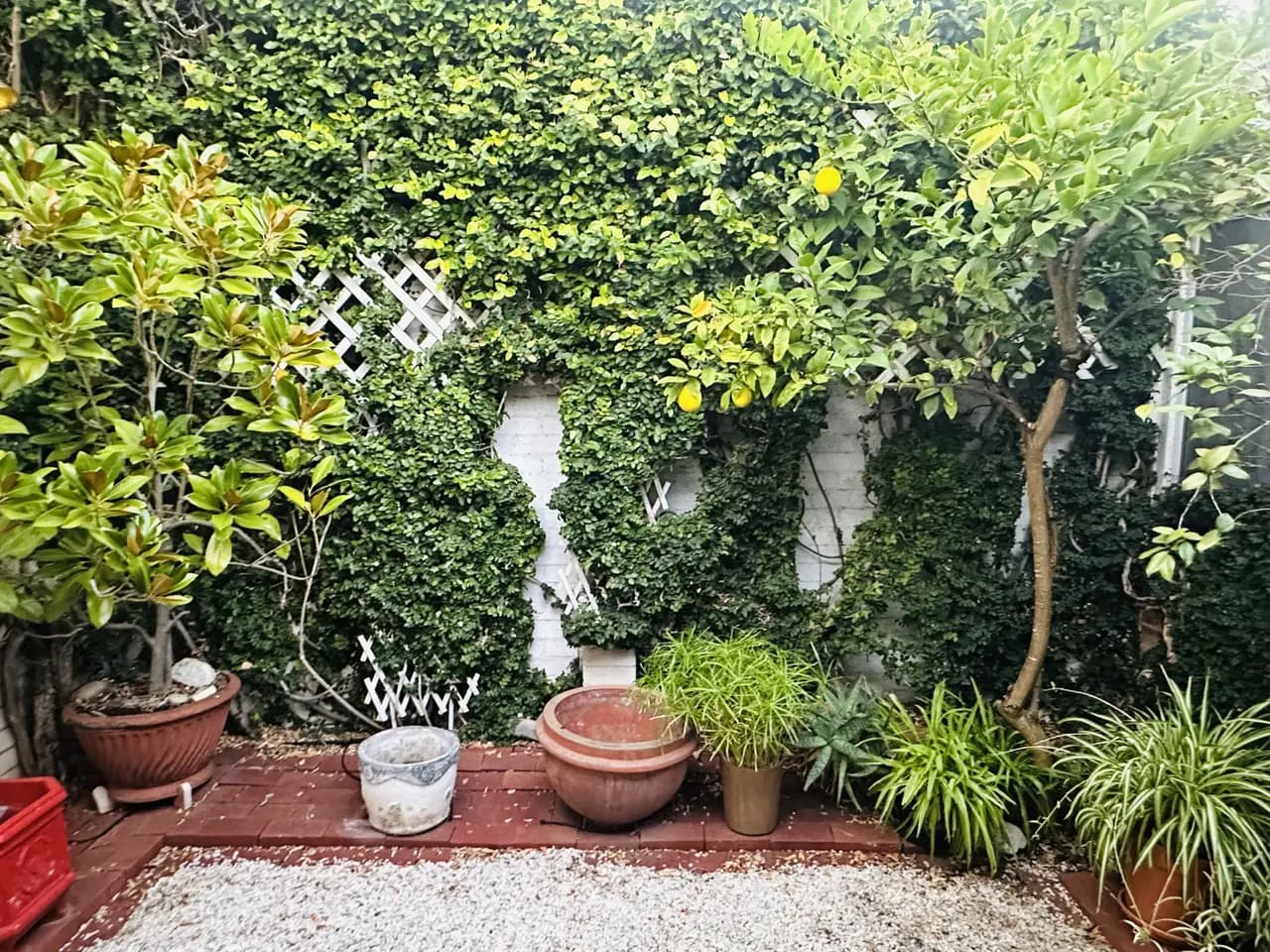 Before: garden redesign in North Adelaide