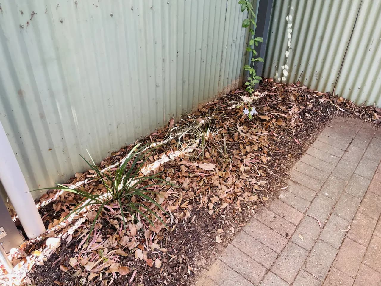 Before: garden makeover in Norwood, Adelaide