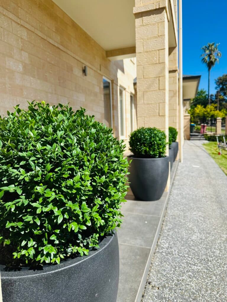 An established Adelaide garden kept in proportion with the home