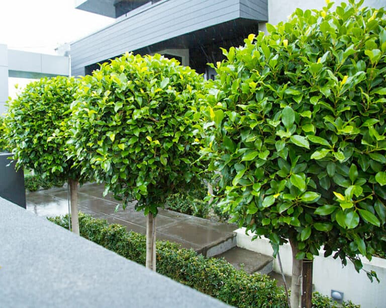 Mature climate-suited plants sourced for an Adelaide garden